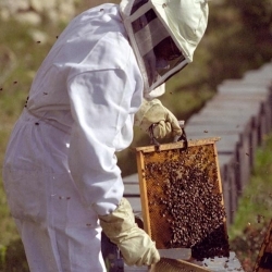Привітання з Днем пасічника (бджоляра)